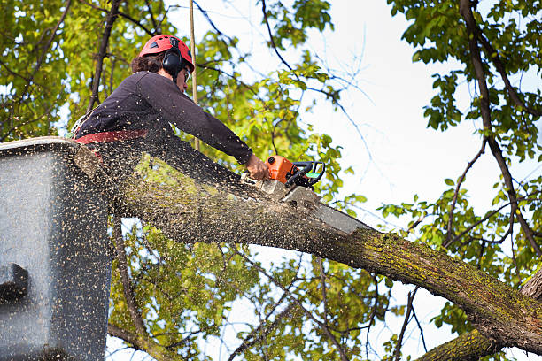 Lawn Watering Services in Karns, TN